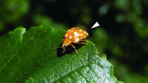 Bautizan un nuevo hongo en honor a la pandemia de Covid-19