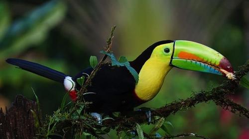 Este es el particular canto de un Tucán captado en Petén 