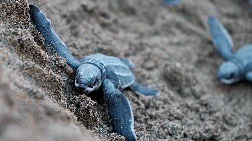 La pandemia afecta reproducción de tortugas marinas en Guatemala
