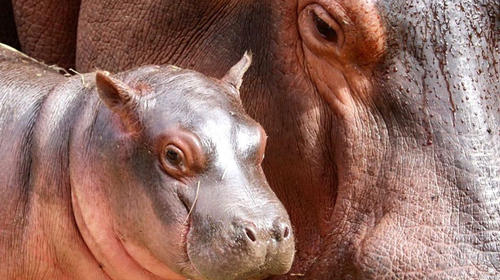 Nace beb&eacute; hipop&oacute;tamo en el Zool&oacute;gico La Aurora