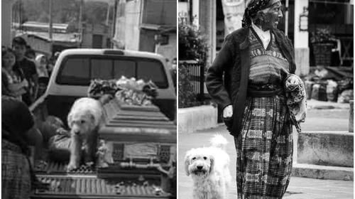 El perro que no quiso abandonar a su dueña luego que esta muriera