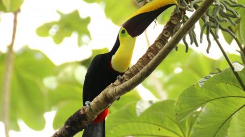 Dos tucanes destacaron en un avistamiento en Petén 