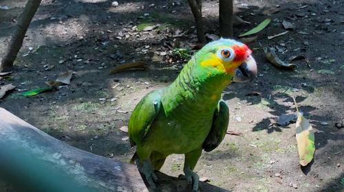 Conap anuncia liberación de animales en Parque Nacional Yaxhá