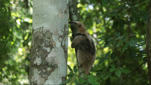 Liberan a animales salvajes en su hábitat en Petén (fotos)