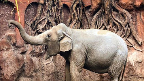 Los horarios y protocolos para visitar el Zoológico La Aurora