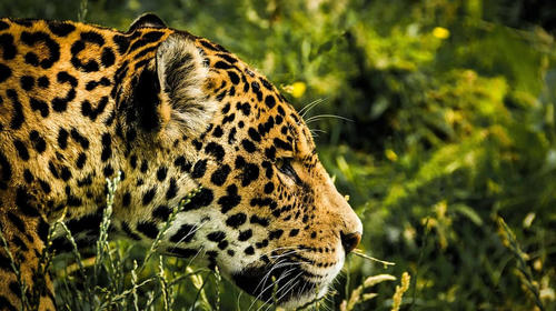 Encuentran huellas de jaguar en la Gran Plaza de Tikal