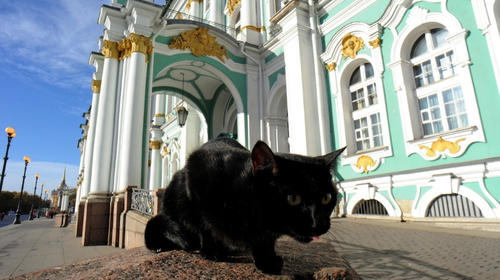 Célebres gatos de un museo ruso reciben una jugosa herencia