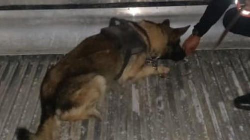 Max, el perro K9 que descubri&oacute; 168 paquetes de coca&iacute;na