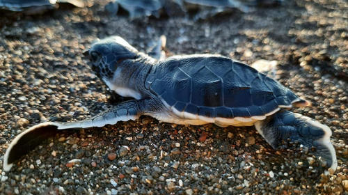 Liberan pequeñas tortugas marinas verdes y negras en el Pacífico