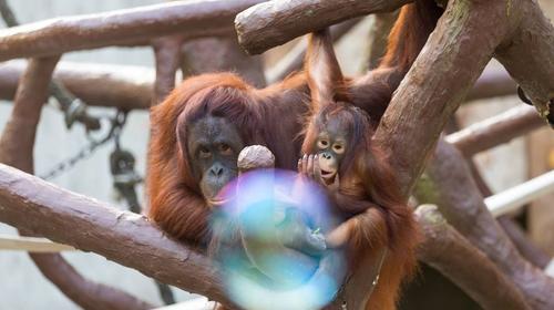 Decenas de monos mueren durante incendio en Alemania