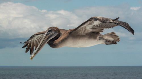 Pel&iacute;canos "invaden" un embarcadero en Sipacate
