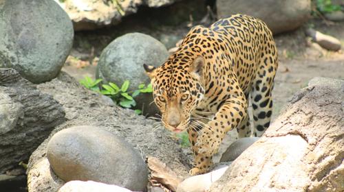 Jaguar destroza el brazo a mujer que se hac&iacute;a selfie en zool&oacute;gico