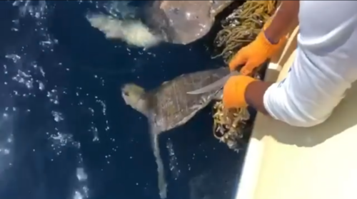 Pescadores rescatan tortugas enredadas en aguas del Pac&iacute;fico