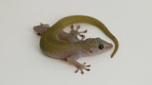 As&iacute; puedes encontrar estos geckos "invisibles" en la naturaleza