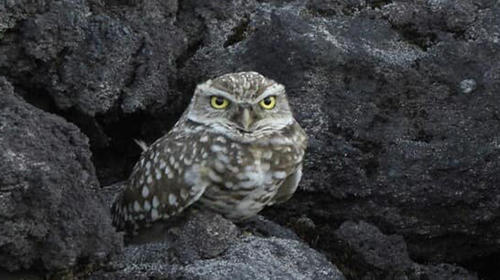 Redescubren especie de B&uacute;ho en Guatemala despu&eacute;s de 113 a&ntilde;os