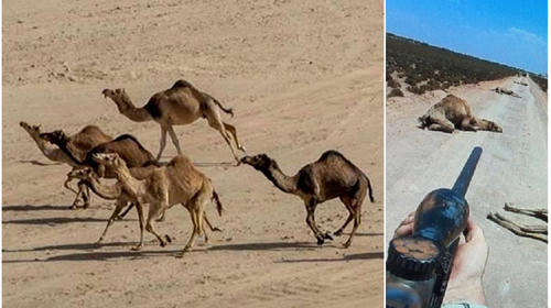 Australia ordena matar 5 mil camellos y se genera repudio general