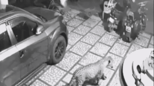 Jaguar entra a una casa y mata al perro 