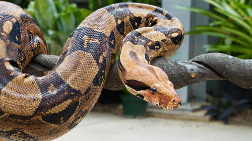 Hombre busc&oacute; sus llaves en su sof&aacute; y encontr&oacute; enorme serpiente