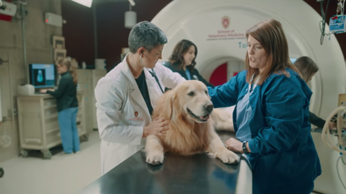 Scout, el perro que aparecer&aacute; en los comerciales del S&uacute;per Taz&oacute;n