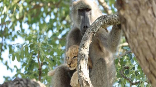 Mono se roba a cachorro y recrea cl&aacute;sica escena de "El Rey Le&oacute;n"
