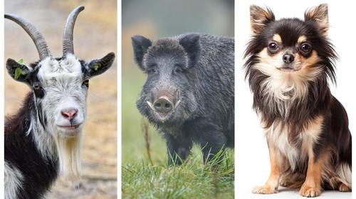 &iquest;Es una cabra, un jabal&iacute; o un perro? La nueva ilusi&oacute;n &oacute;ptica