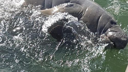 Conap alerta por temporada de apareamiento de manatíes en Izabal