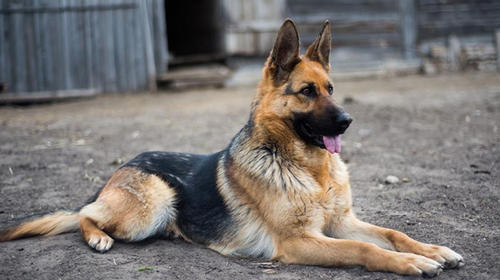Perro llora desconsolado pensando que su amigo estaba muerto