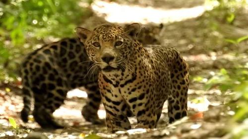 C&aacute;maras captan a cazadores en la Selva de Pet&eacute;n 