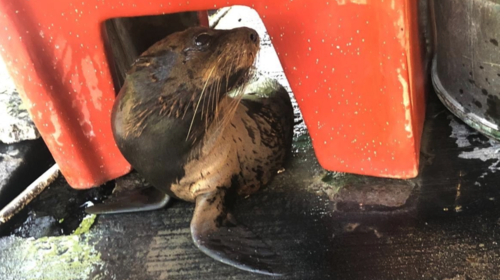Una foca sorprende en las aguas del Pac&iacute;fico guatemalteco