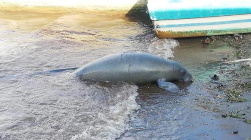 El manatí muerto en una playa de Izabal