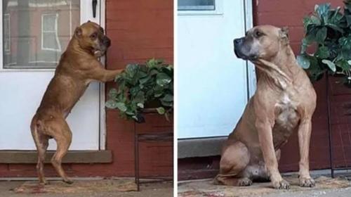 Familia abandona a perro, &eacute;l la espera afuera de su antigua casa