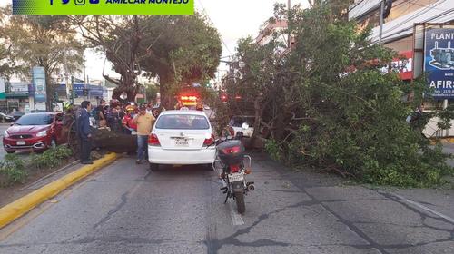 &Aacute;rbol cae sobre dos carros en pleno tr&aacute;fico de la calle Mont&uacute;far