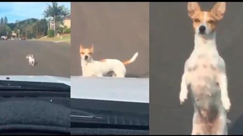 Perro desafía con la mirada a piloto que le bocina para quitarlo