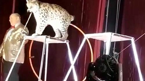 Feroz ataque de un lince a su domador en plena función de circo