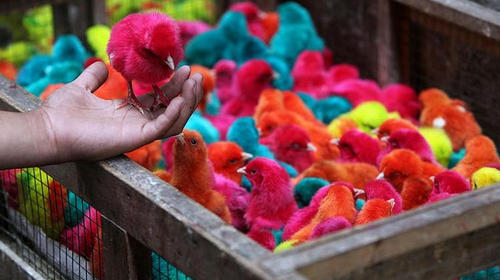 Sancionar&aacute;n a quienes vendan y compren pollitos pintados 