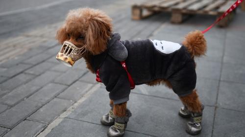 Detectan primer caso de coronavirus en un perro en Hong Kong