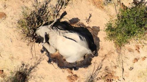 La misteriosa muerte de cientos de elefantes en Botsuana