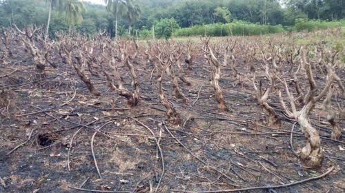 Denuncian más de mil fincas invadidas en Guatemala 