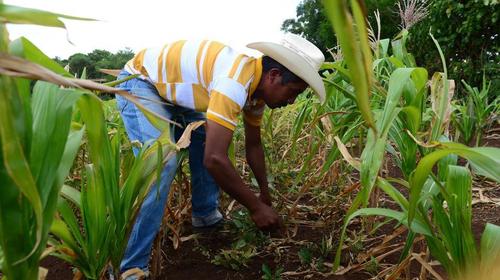Presentan iniciativa para exonerar de IVA los productos agrícolas