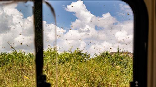 MAGA advierte por plaga de langostas que afectará a Guatemala