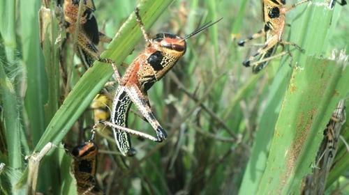 MARN: Deforestación y contaminación generó plaga de langostas