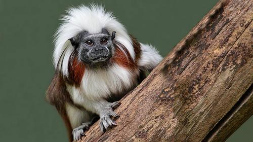 Los nuevos residentes del Zoológico La Aurora