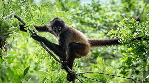 Impresionante salto de un mono araña en Tikal