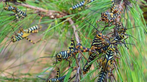 MAGA usará drones y GPS para combatir las langostas voladoras