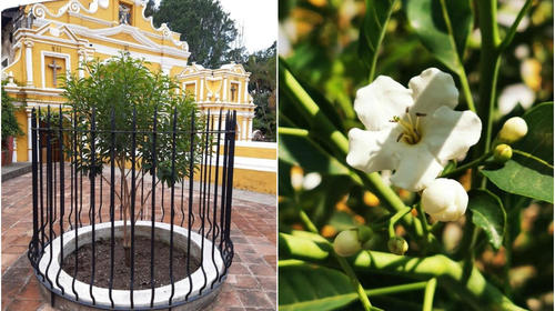 Brotan ramas de esquisúchil de árbol del Hermano Pedro