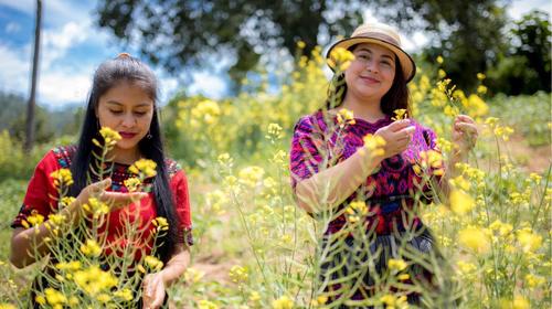 Cultiva tu propio huerto en casa