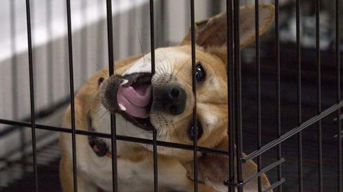 China proh&iacute;be la crianza de perros para el consumo humano