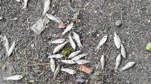 Cientos de peces aparecen muertos en el lago de Amatitlán