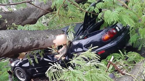 Conductor fallece al caer un árbol sobre su vehículo