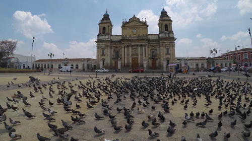 Juan Carlos, el hombre que alimenta palomas en el Parque Central